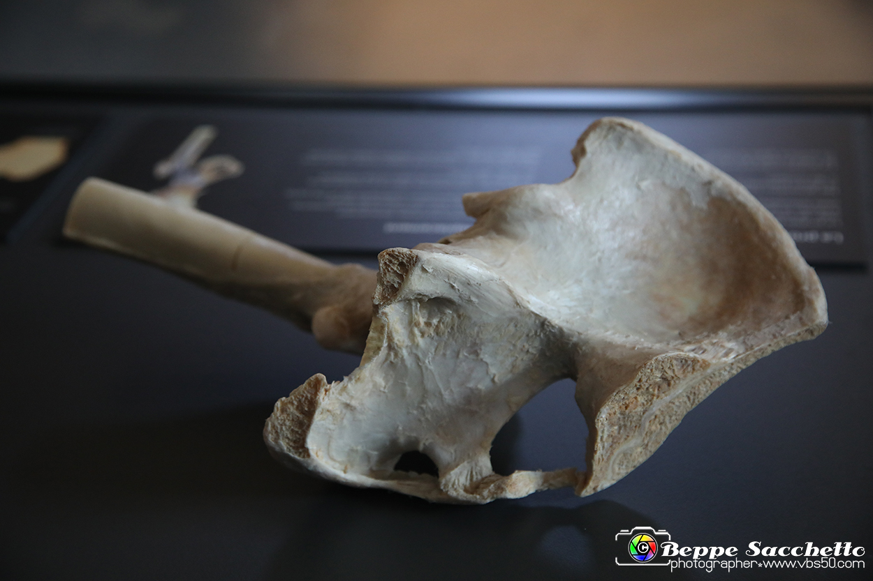 VBS_3058 - Protesi articolare - Mostra Body Worlds.jpg